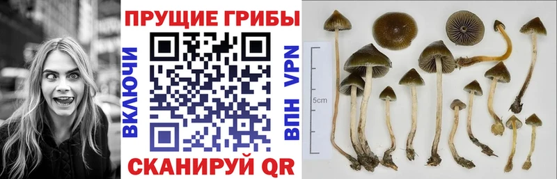 Галлюциногенные грибы Magic Shrooms Вихоревка